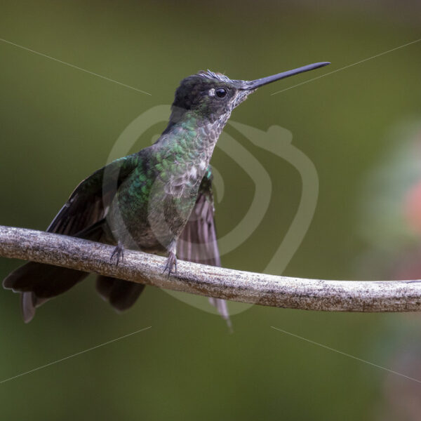 Talamanca hummingbird (Eugenes spectabilis) in a protective position, San Gerardo de Dota, Costa Rica - Nature Stock Photo Agency