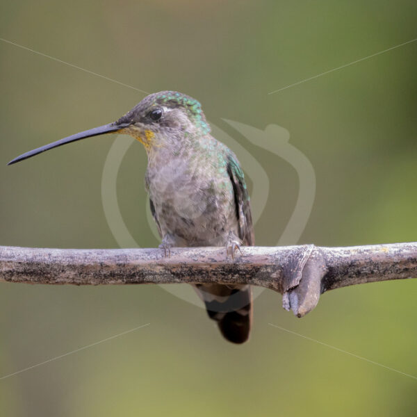 Talamanca hummingbird in San Gerardo de Dota, Costa Rica - Nature Stock Photo Agency
