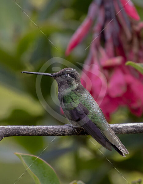 Talamanca hummingbird in Savegre, San Gerardo de Dota - Nature Stock Photo Agency