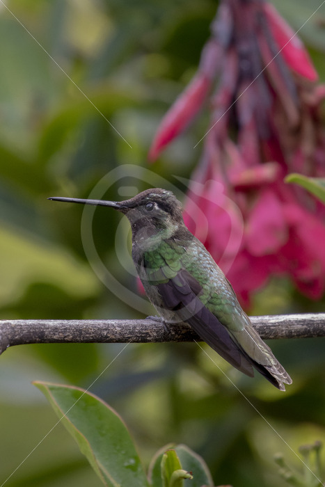 Talamanca hummingbird in Savegre, San Gerardo de Dota - Nature Stock Photo Agency