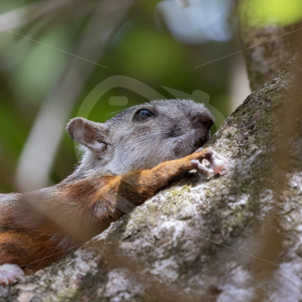 Variegated squirrel climbing in a tree in Puntaneras, Costa Rica - Nature Stock Photo Agency