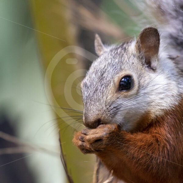 Variegated squirrel eating pieces of a palmtree in Puntarenas, Costa Rica - Nature Stock Photo Agency