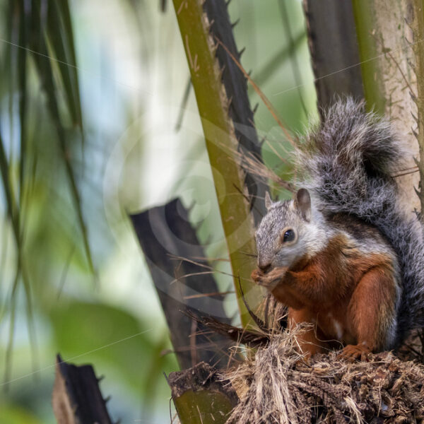 Variegated squirrel in a palm tree in Puntarenas, Costa Rica - Nature Stock Photo Agency