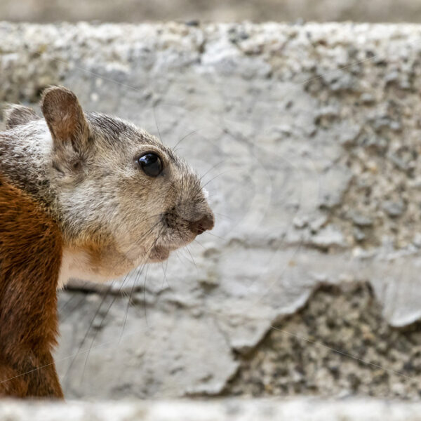Variegated squirrel walking on the concrete ground in Puntarenas, Costa Rica - Nature Stock Photo Agency