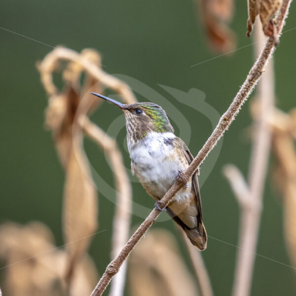 Volcano hummingbird in Batsu, San Gerardo de Dota, Costa Rica - Nature Stock Photo Agency