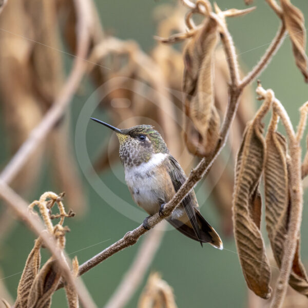 Volcano hummingbird in the Savegre valley, San Gerardo de Dota, Costa Rica - Nature Stock Photo Agency