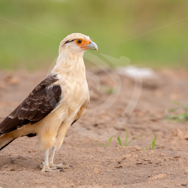 Yellow-headed caracara (Daptrius chimachima) on the shores of the Tarcoles river, Costa Rica - Nature Stock Photo Agency