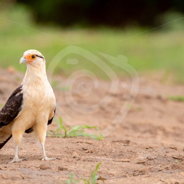 Yellow-headed caracara on the shores of the Tarcoles River - Nature Stock Photo Agency