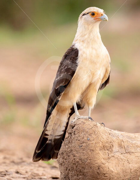 Yellow-headed caracara on the shores of the Tarcoles river, Costa Rica - Nature Stock Photo Agency