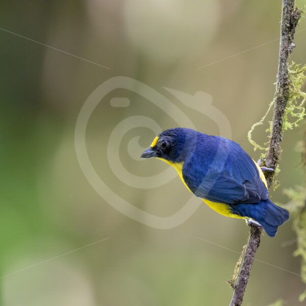 Yellow-throated Euphonia checking the area near Parque Nacional Volcano Arenal, Costa Rica - Nature Stock Photo Agency