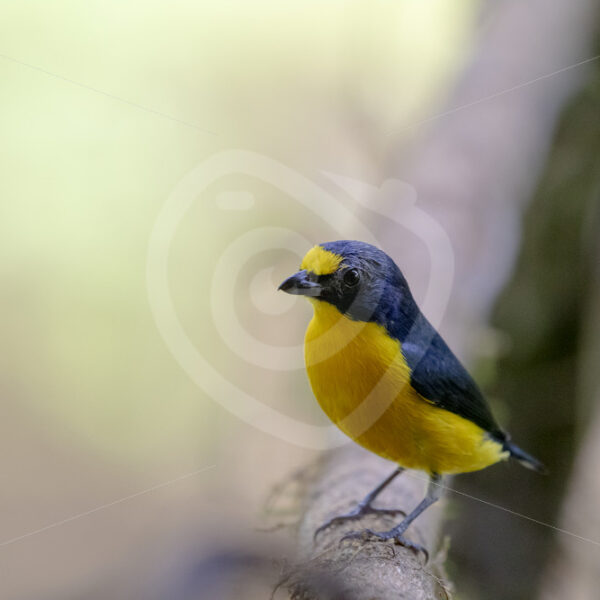 Yellow-throated euphonia posing on a branch, Arenal area, Costa Rica - Nature Stock Photo Agency