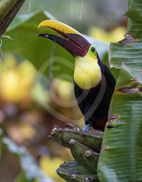 Yellow-throated toucan eating bananas, Jaco, Costa Rica - Nature Stock Photo Agency