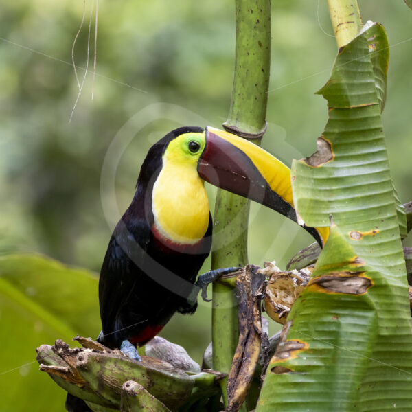 Yellow-throated toucan enjoying bananas in Jacó, Costa Rica - Nature Stock Photo Agency