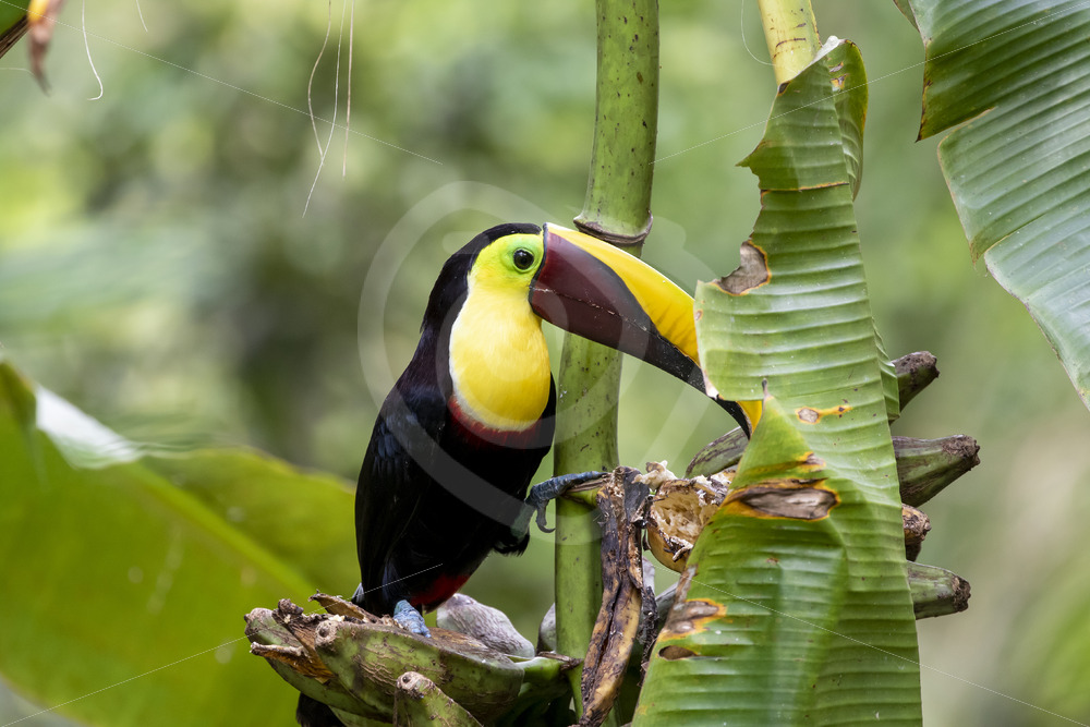 Yellow-throated toucan enjoying bananas in Jacó, Costa Rica - Nature Stock Photo Agency
