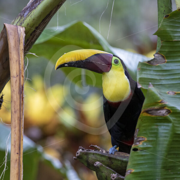 Yellow-throated toucan in a banana palm tree, Jaco, Costa Rica - Nature Stock Photo Agency