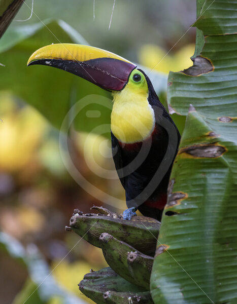 Yellow-throated toucan in a banana tree, Costa Rica - Nature Stock Photo Agency
