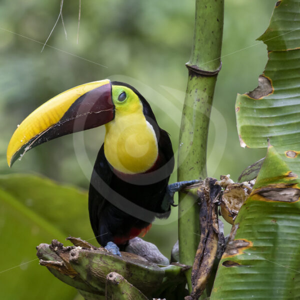 Yellow-throated toucan in a banana tree, Jacó, Costa Rica - Nature Stock Photo Agency