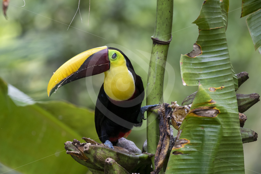 Yellow-throated toucan in a banana tree, Jacó, Costa Rica - Nature Stock Photo Agency