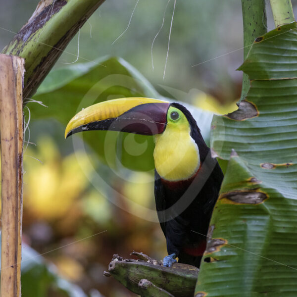 Yellow-throated toucan in the Puntaneras province, Costa Rica - Nature Stock Photo Agency