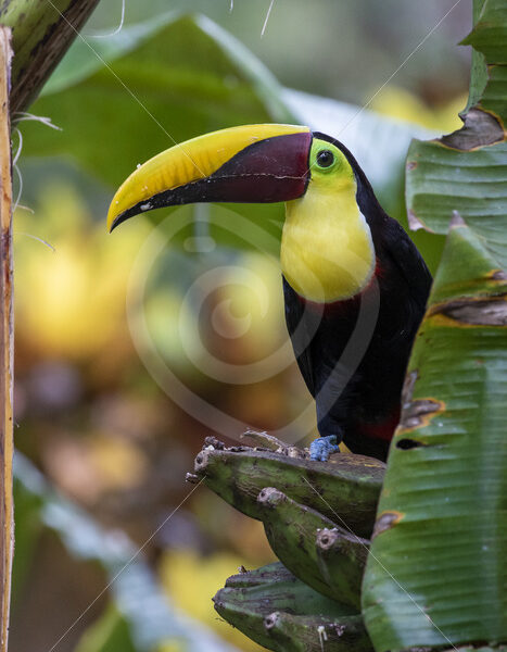 Yellow-throated toucan near the beachtown of Jaco, Puntarenas, Costa Rica - Nature Stock Photo Agency