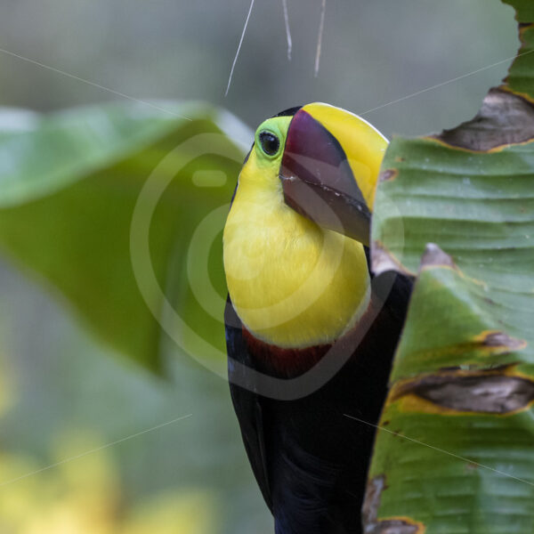 Yellow-throated toucan playing hide and seek, Puntarenas, Costa Rica - Nature Stock Photo Agency