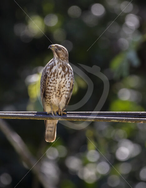 A broad-winged hawk (Buteo platypterus) in Parque Nacional Volcán Arenal, Costa Rica - Nature Stock Photo Agency