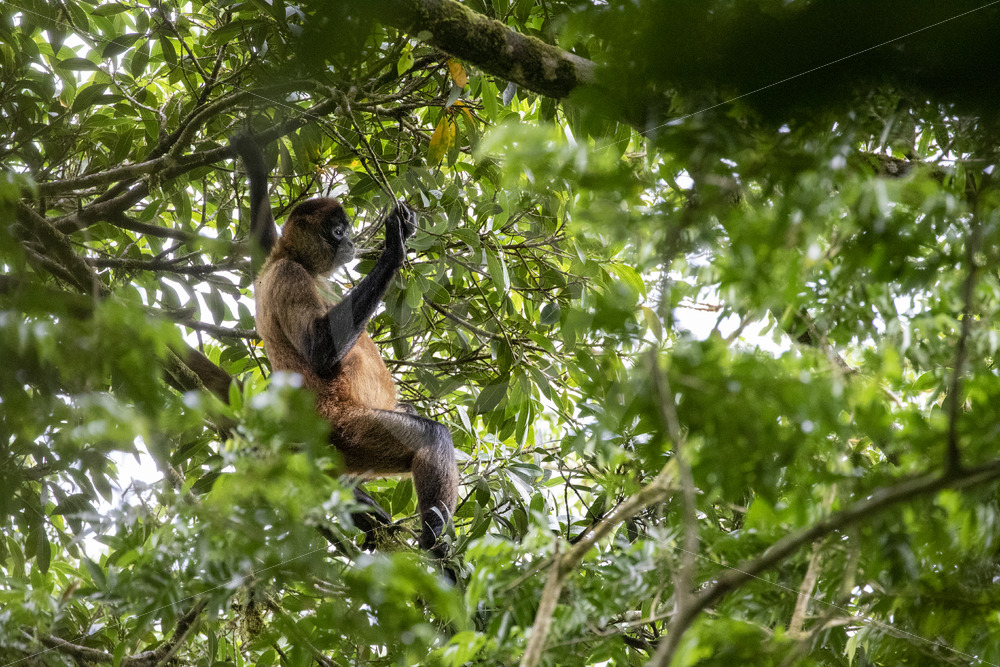 A Geoffroy’s spider monkey high in the trees, Mystico Parc, La Fortuna, Costa Rica - Nature Stock Photo Agency