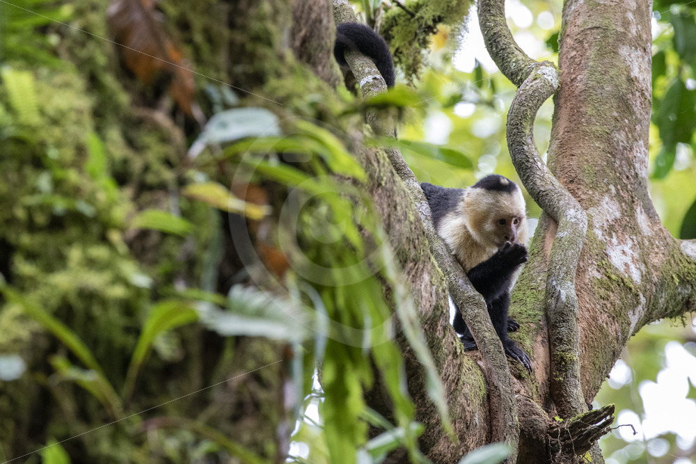 A Panamanian white-faced capuchin monkey hiding in the trees, La Fortuna, Costa Rica - Nature Stock Photo Agency