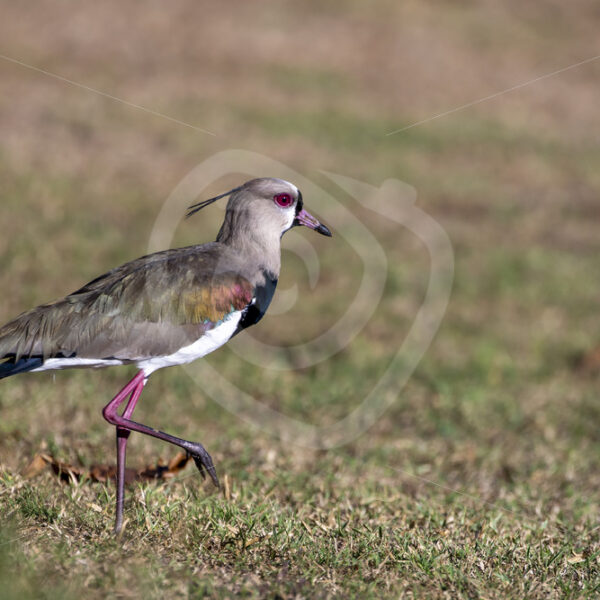 A southern lapwing (Vanellus chilensis) in Bahia Herradura, Costa Rica - Nature Stock Photo Agency
