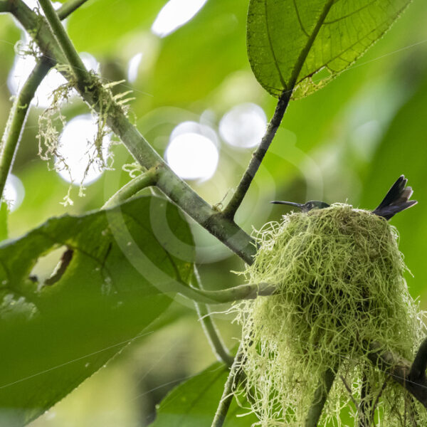 A Violet-headed hummingbird (Klais guimeti) on its nest made of mosses, Mystico Bridges, Arenal, Costa Rica - Nature Stock Photo Agency