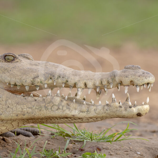 American crocodile (Crocodylus acutus) in the delta of the Tarcoles river, Costa Rica - Nature Stock Photo Agency