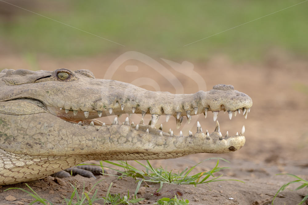 American crocodile (Crocodylus acutus) in the delta of the Tarcoles river, Costa Rica - Nature Stock Photo Agency