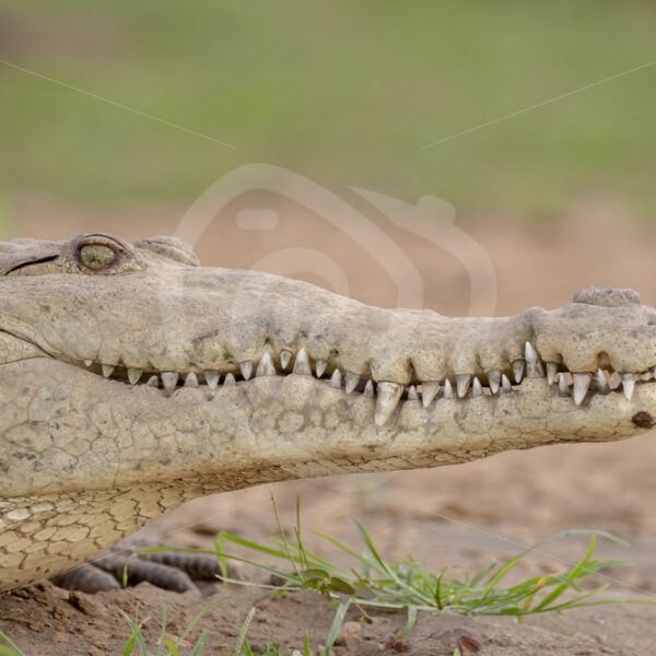 American crocodile (Crocodylus acutus) in the delta of the Tarcoles river, Puntarenas, Costa Rica - Nature Stock Photo Agency