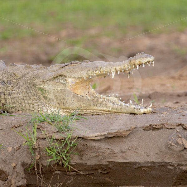 American crocodile (Crocodylus acutus) on the shores of the Tarcoles river, Costa Rica - Nature Stock Photo Agency
