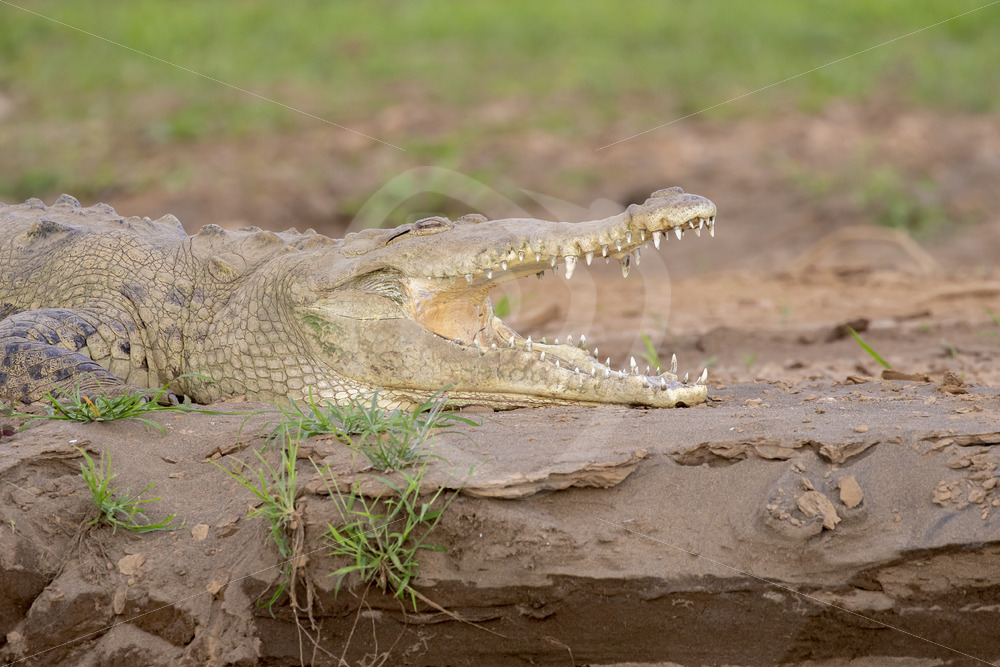 American crocodile (Crocodylus acutus) on the shores of the Tarcoles river, Costa Rica - Nature Stock Photo Agency