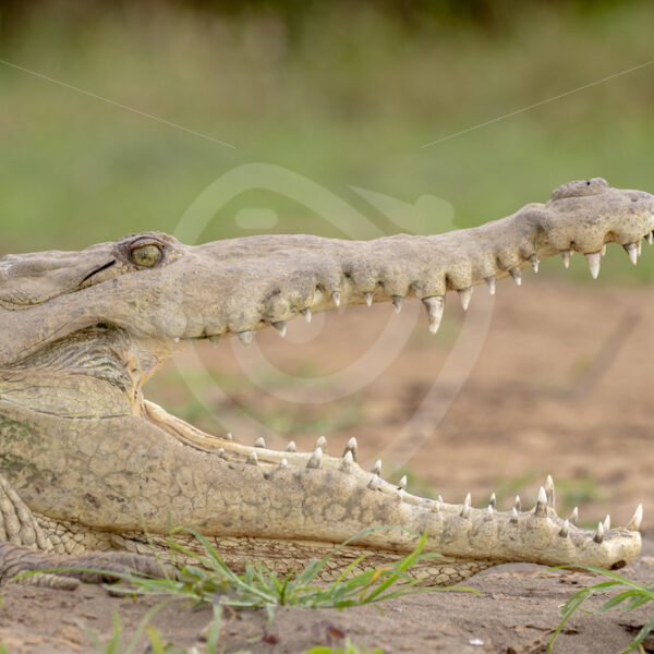 American crocodile (Crocodylus acutus) on the shores of the Tarcoles river, Puntarenas, Costa Rica - Nature Stock Photo Agency