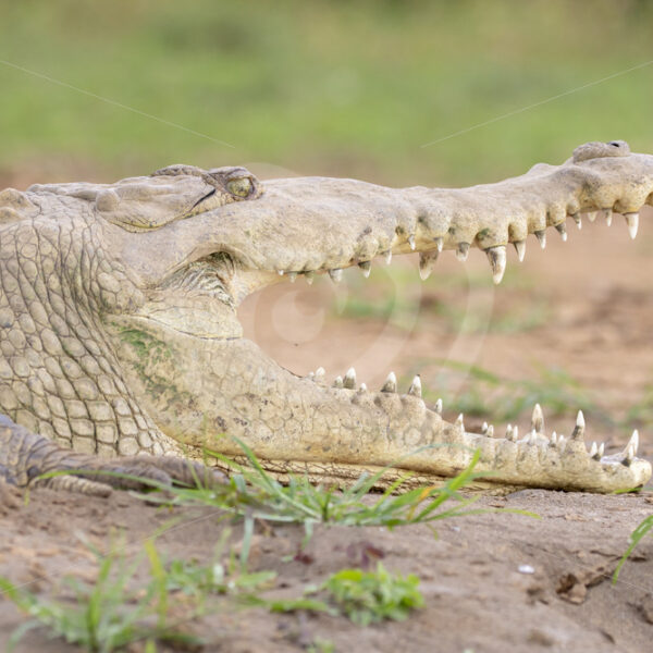 American crocodile (Crocodylus acutus) with beak wide open on the shores of the Tarcoles river, Costa Rica - Nature Stock Photo Agency
