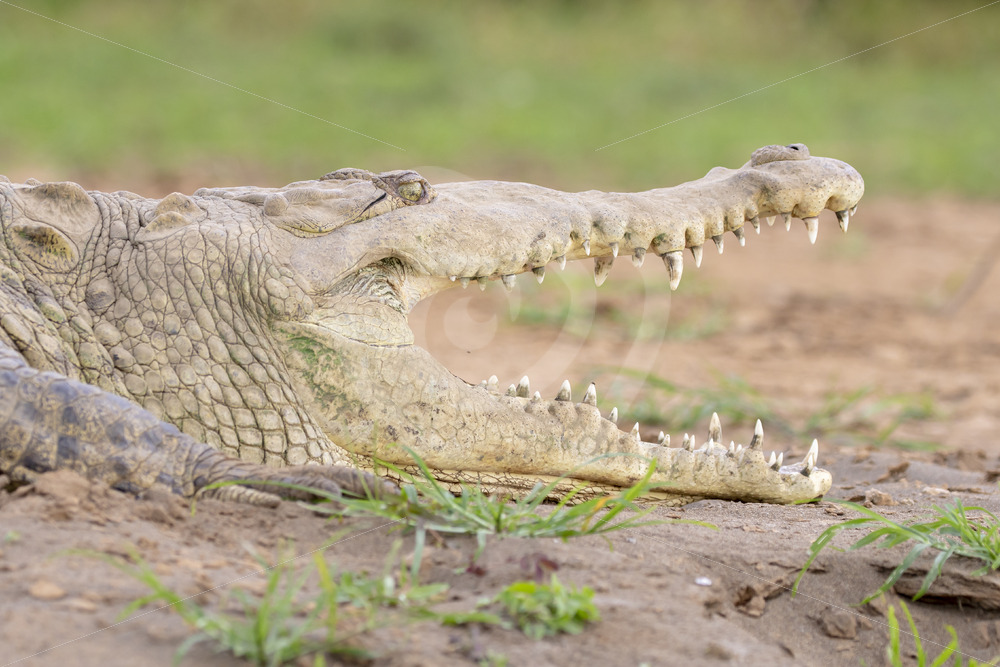 American crocodile (Crocodylus acutus) with beak wide open on the shores of the Tarcoles river, Costa Rica - Nature Stock Photo Agency