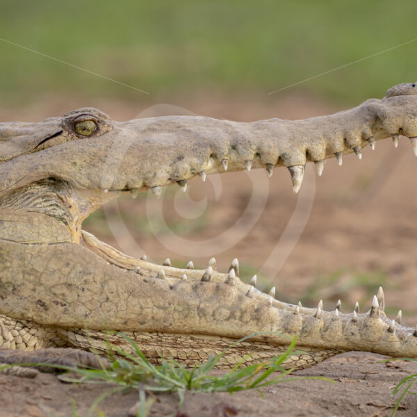 American crocodile (Crocodylus acutus) with open beak on the shores of the Tarcoles river, Costa Rica - Nature Stock Photo Agency