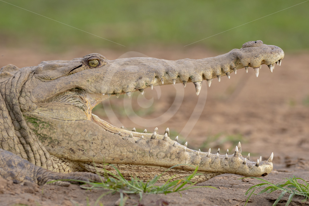 American crocodile (Crocodylus acutus) with open beak on the shores of the Tarcoles river, Costa Rica - Nature Stock Photo Agency