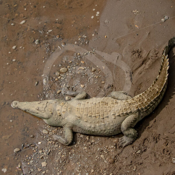 American crocodile relaxing on the shores of the Tarcoles river, Puntaneras, Costa Rica - Nature Stock Photo Agency