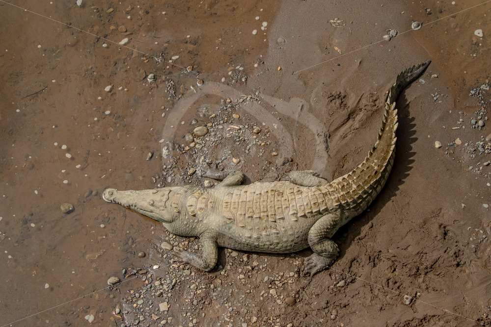 American crocodile relaxing on the shores of the Tarcoles river, Puntaneras, Costa Rica - Nature Stock Photo Agency