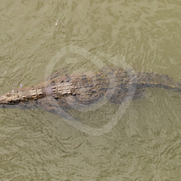 American crocodile swimming in the Tarcoles river, Puntarenas, Costa Rica - Nature Stock Photo Agency