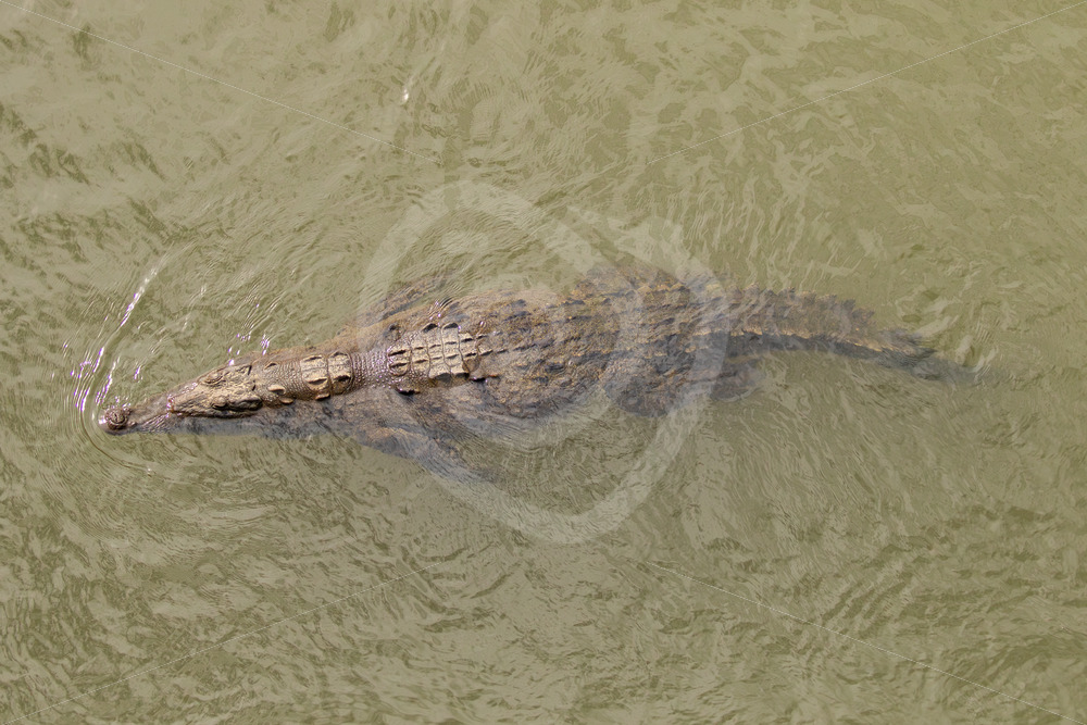 American crocodile swimming in the Tarcoles river, Puntarenas, Costa Rica - Nature Stock Photo Agency