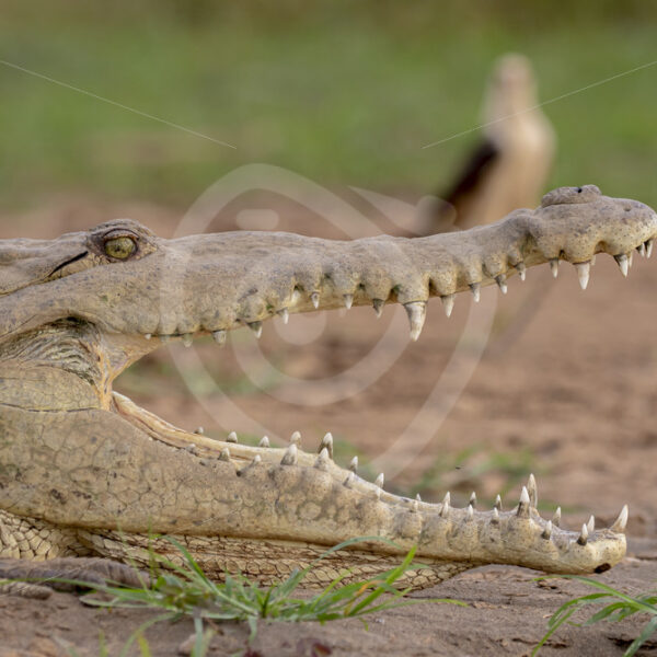 American crocodile with a yellow-headed caracara behind it on the shores of the Tarcoles river, Costa Rica - Nature Stock Photo Agency
