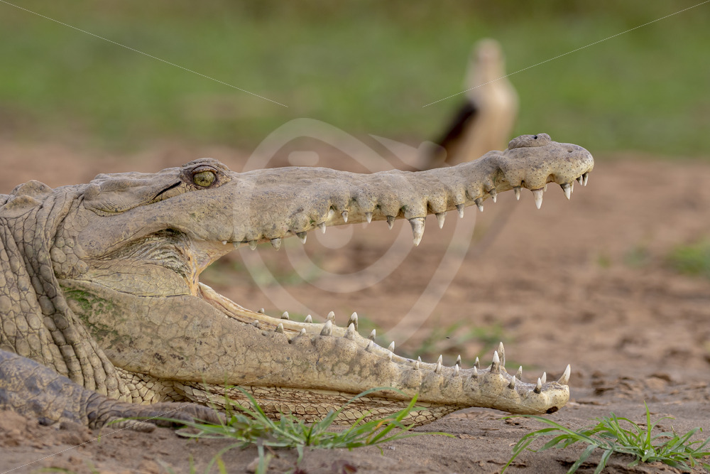 American crocodile with a yellow-headed caracara behind it on the shores of the Tarcoles river, Costa Rica - Nature Stock Photo Agency