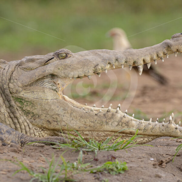 American crocodile with a yellow-headed caracara behind it on the shores of the Tarcoles river, Puntarenas, Costa Rica - Nature Stock Photo Agency