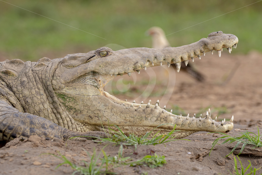 American crocodile with a yellow-headed caracara behind it on the shores of the Tarcoles river, Puntarenas, Costa Rica - Nature Stock Photo Agency