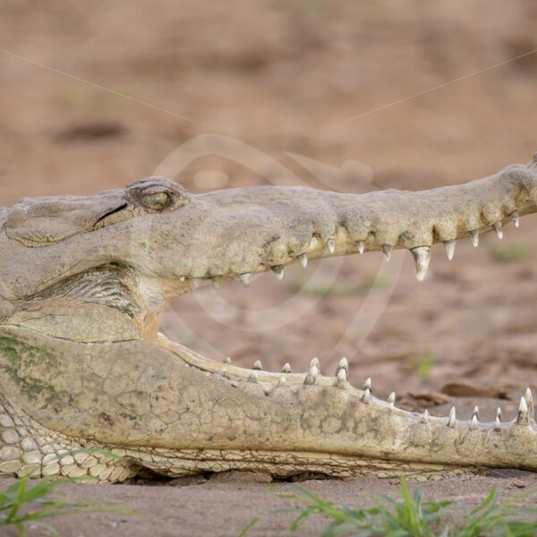 American crocodile with open beak on the shores of the Tarcoles river, Costa Rica - Nature Stock Photo Agency