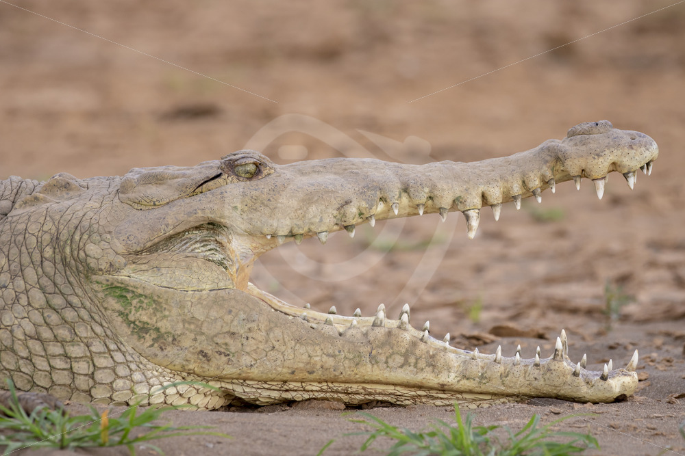 American crocodile with open beak on the shores of the Tarcoles river, Costa Rica - Nature Stock Photo Agency